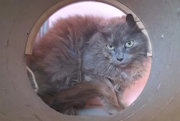 Rexie, female Mixed Breed for adoption at Bois Pinson