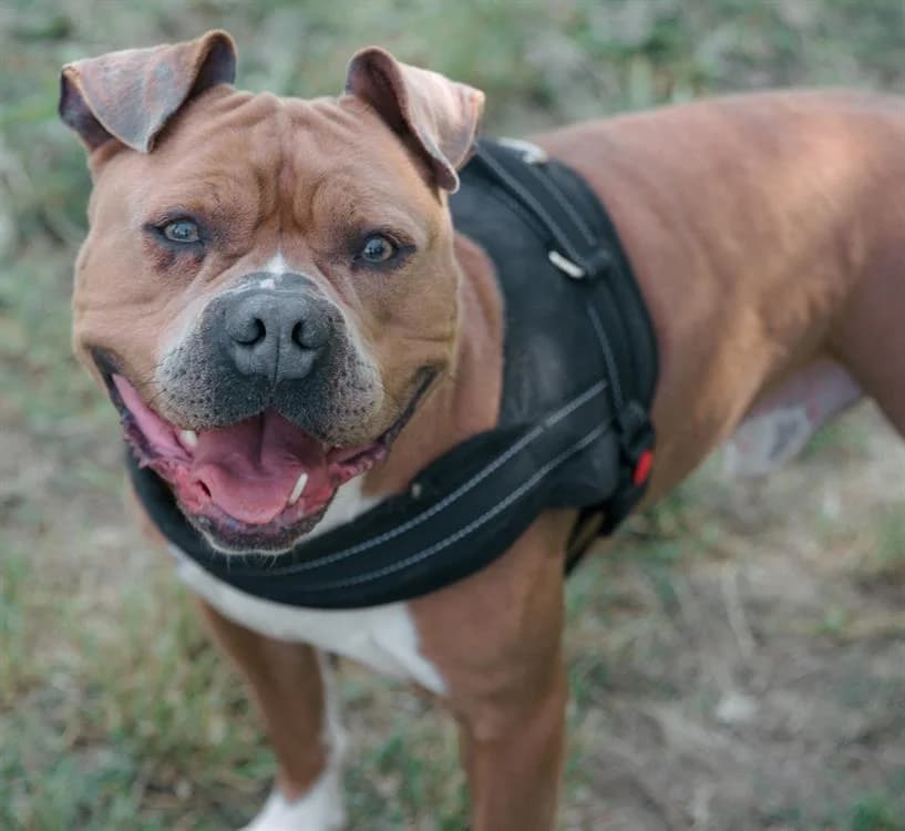CASH, English Bulldog (SPA Gennevilliers (Grammont))