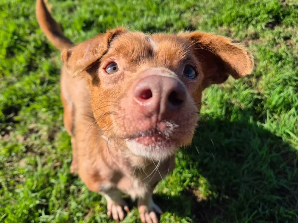 FRIPON QCN, male mixed breed for adoption at SPA Quimper, Quimper