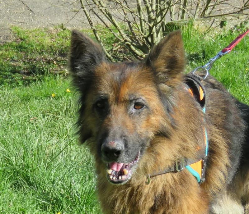 NEVADA, German Shepherd (SPA Mirepoix)