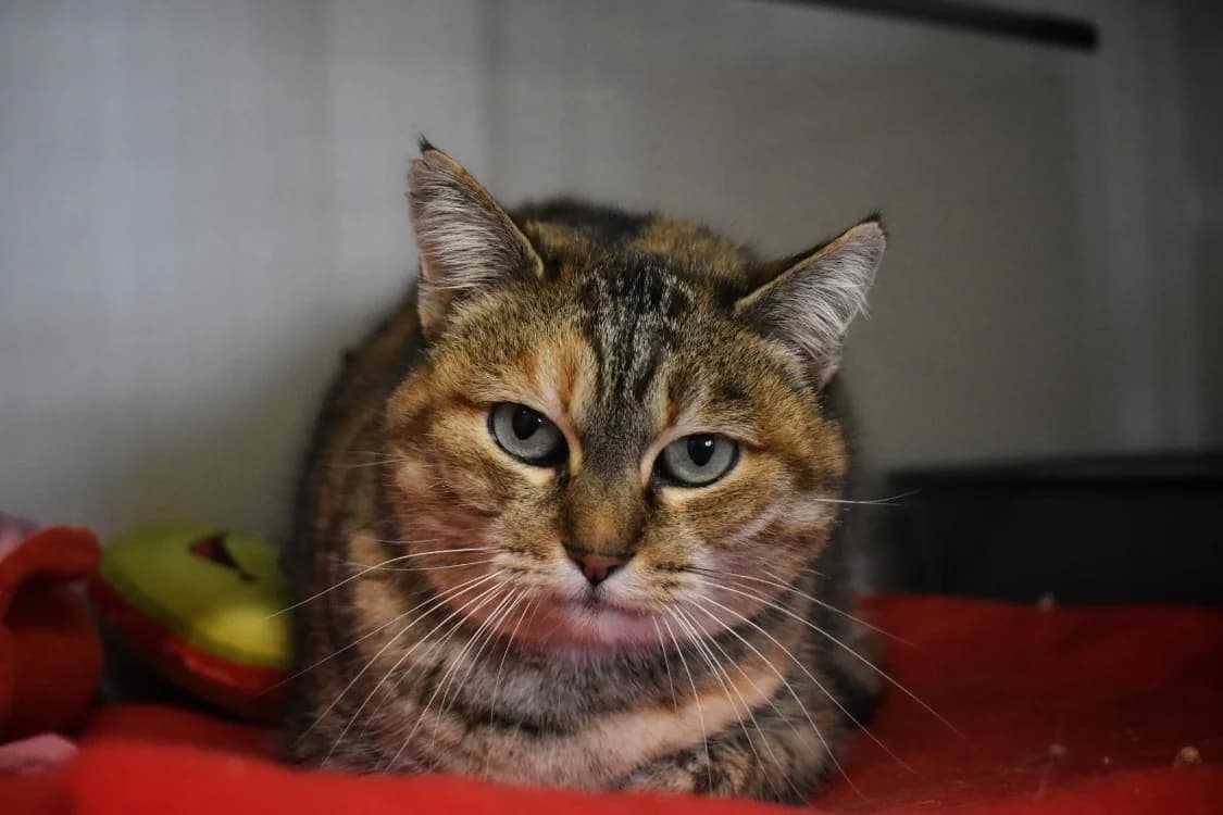TOFU, tricolor female mixed breed for adoption at Gerhard Cramer), Arry