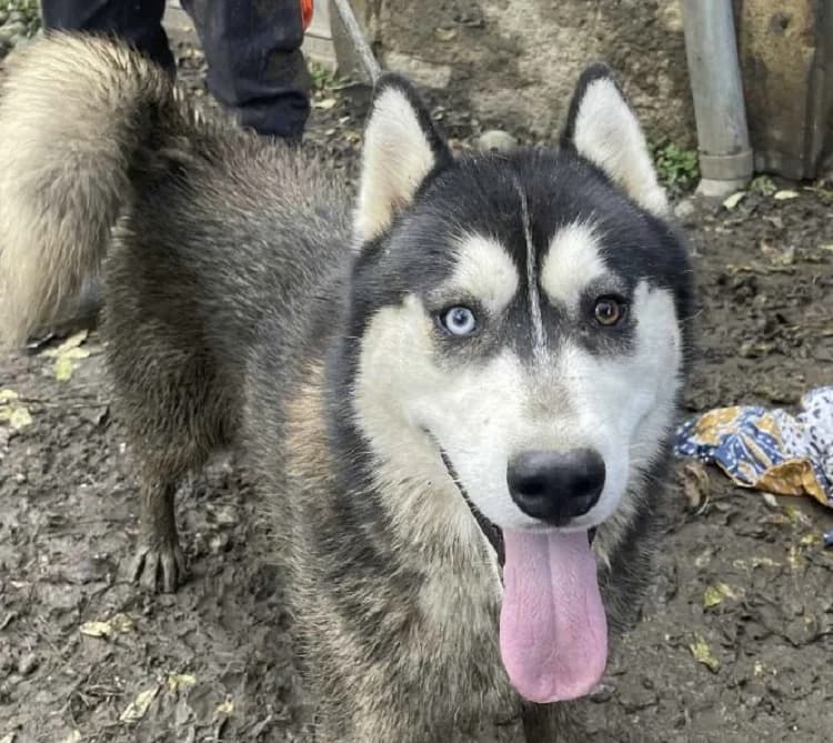 WOLF, Husky (SPA Chilleurs-aux-Bois)