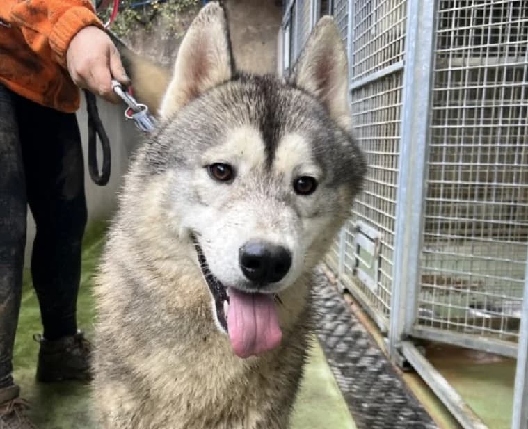 KAI, male Husky for adoption at Arry