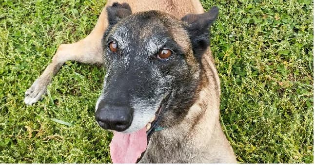 NALA, brown_chocolate female Belgian Malinois for adoption at SPA Cabourg, Cabourg