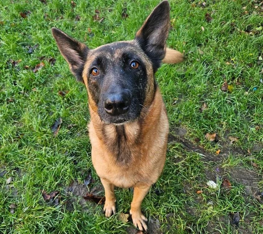 MAYA, Belgian Malinois (Gerhard Cramer))