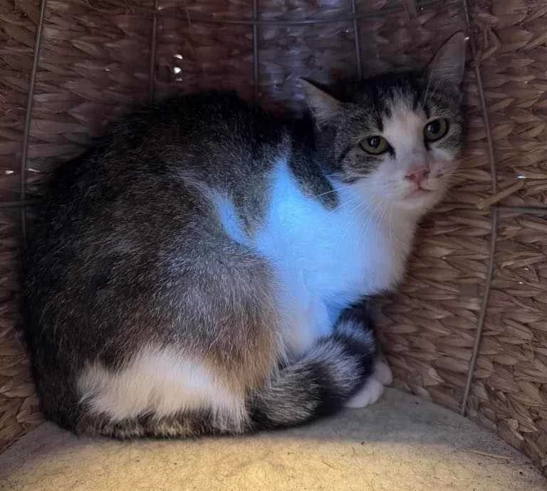 KIWI, female 7yo mixed breed for adoption at SPA Thionville, Thionville