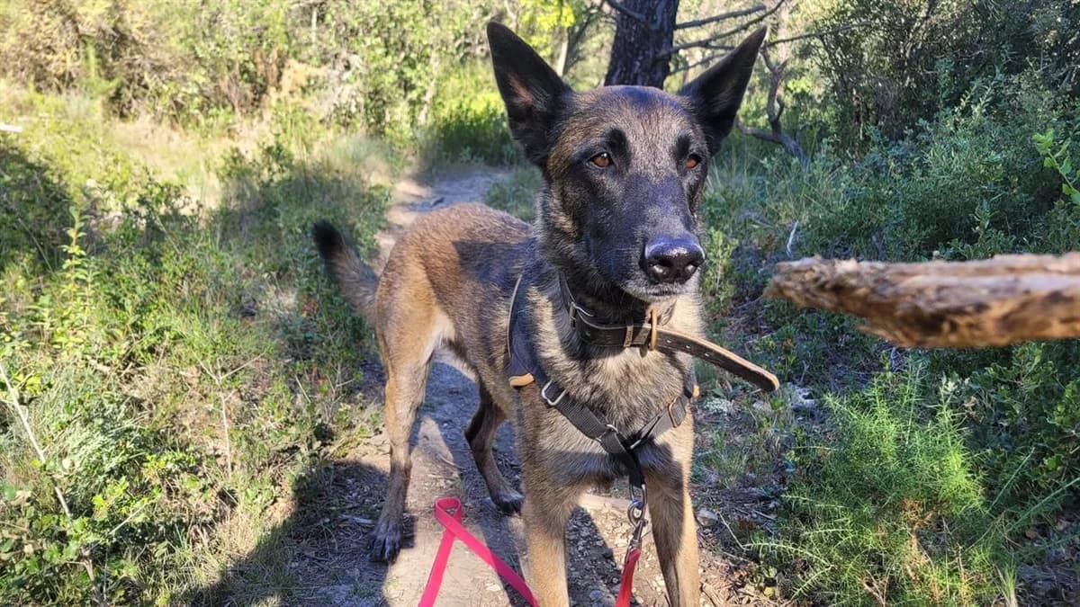 ROY, male Belgian Malinois for adoption at SPA Aix-en-Provence, Aix