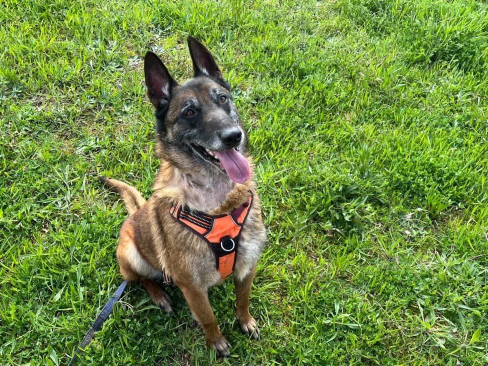 BLACK II, male 7yo Belgian Malinois for adoption at SPA Albi (Le Garric), Albi