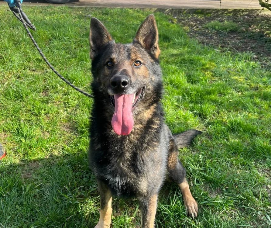 Alex, male Mixed Breed for adoption at Gerhard Cramer), Arry