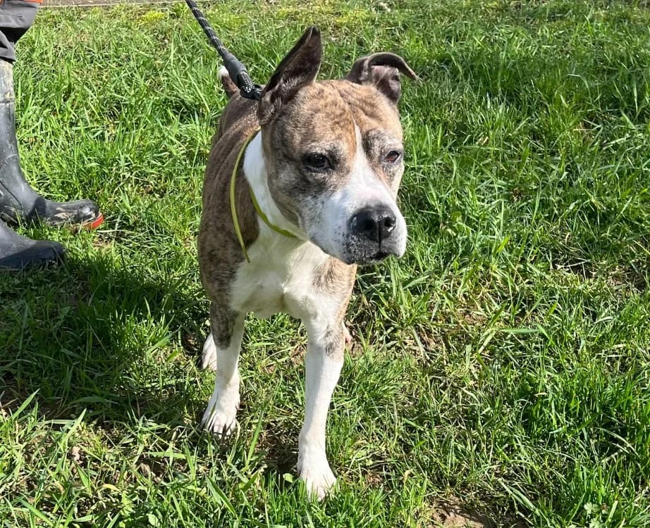 Joy's, female senior Mixed Breed for adoption at Gerhard Cramer), Arry