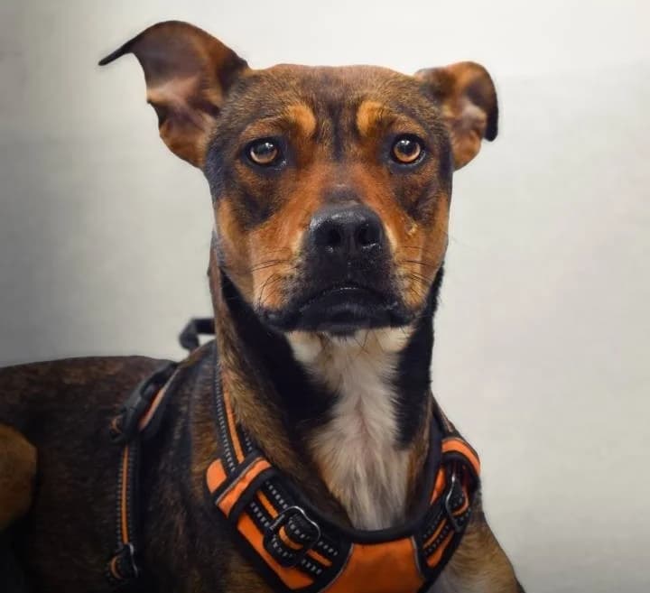 Mina, Mixed Breed (SPA Mont-de-Marsan)