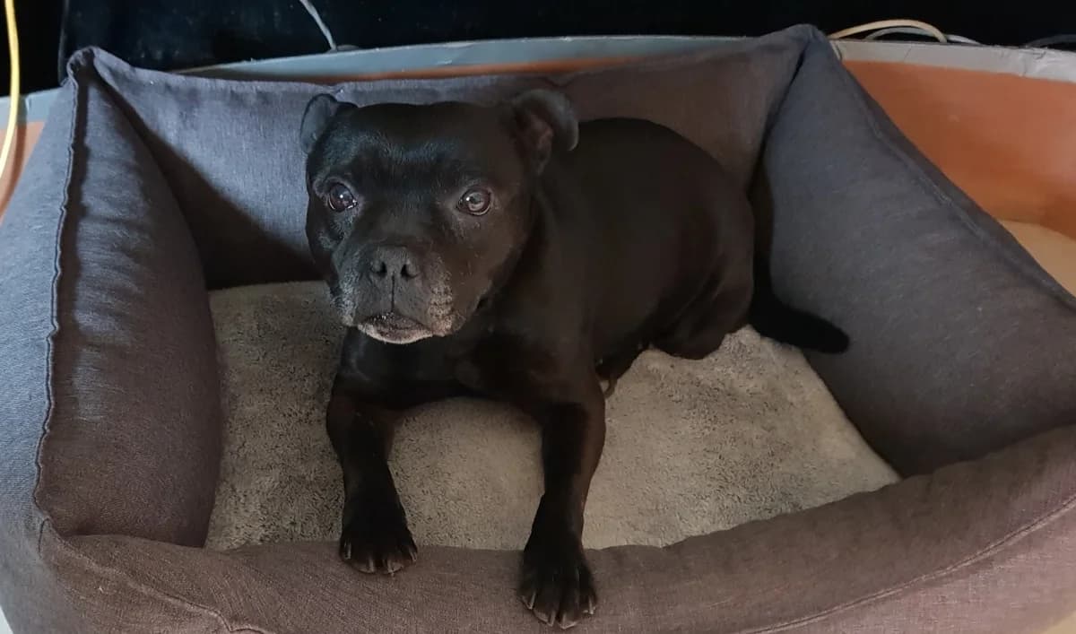 PERLA PAA24117, Staffordshire Bull Terrier (SPA Plaisir)
