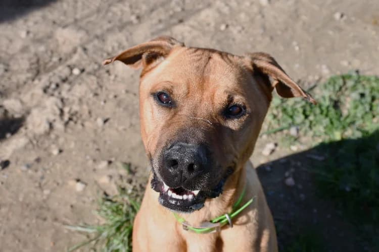 Shadow, unknown male Cane Corso for adoption at SPA Perpignan, Perpignan