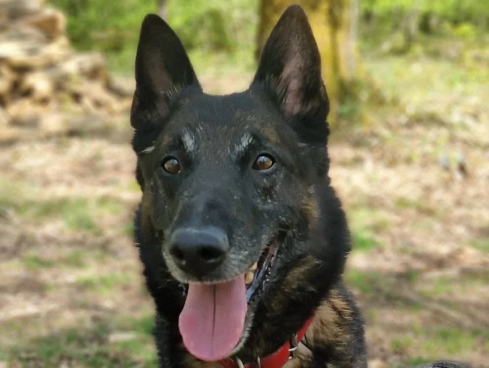 NARCO, Belgian Malinois (SPA Forbach)