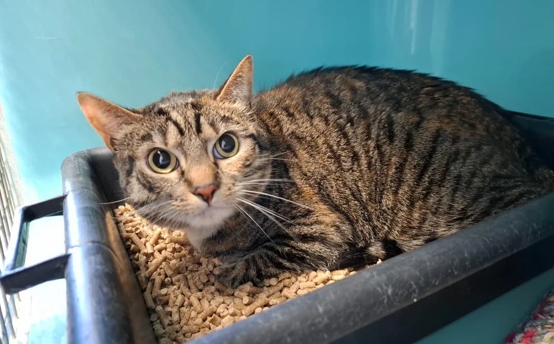 CHIPIE,  (SPA Briançon)