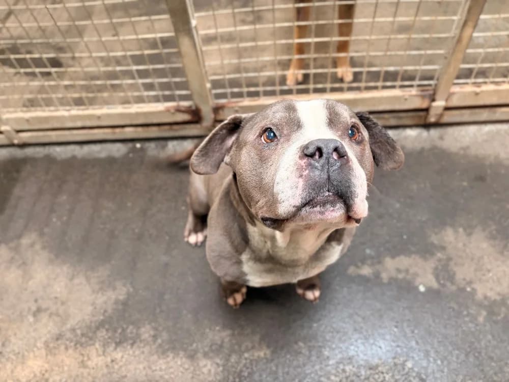 LAOS, American Bully (SPA Rennes)