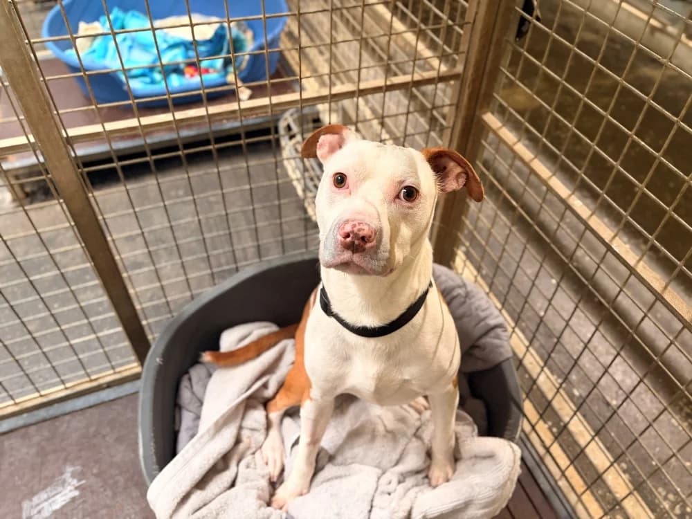 KIRON, male 3yo mixed breed for adoption at SPA Rennes, Rennes