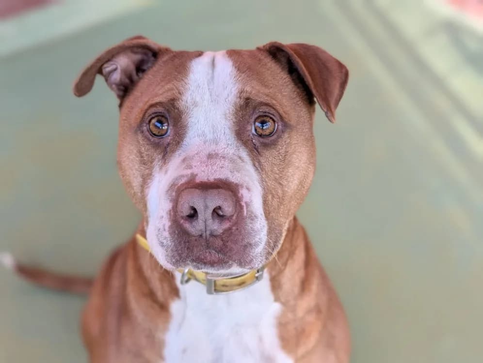 Djoe, male mixed breed for adoption at SPA Vichy (Brugheas), Vichy