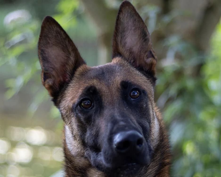 Uzi, brown_chocolate male Belgian Malinois for adoption at SPA Plouhinec, Plouhinec