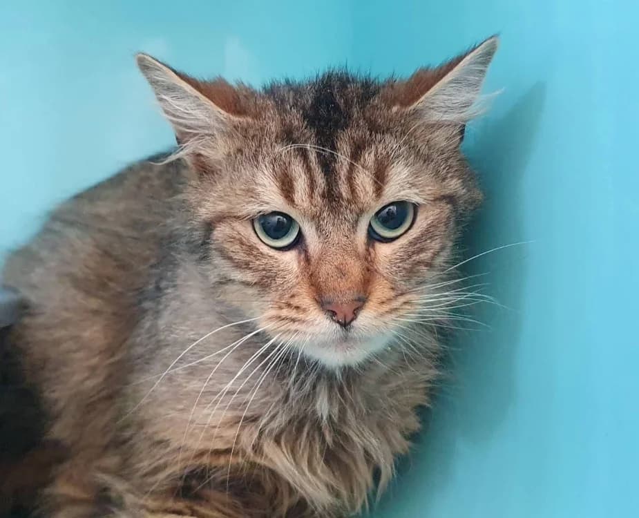 BONITO CHA, male mixed breed for adoption at SPA Chamarande, Chamarande