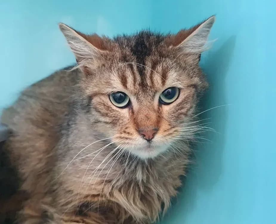 BONITO CHA, unknown male mixed breed for adoption at SPA Chamarande, Chamarande — photo 2 of 2