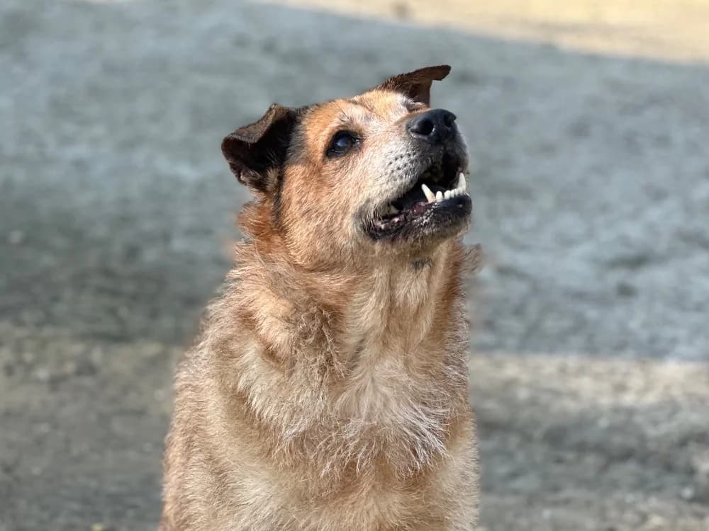 Elly, female Mixed Breed for adoption at Lyon