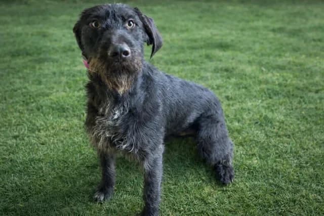 Marcel PAA24125 photo 2