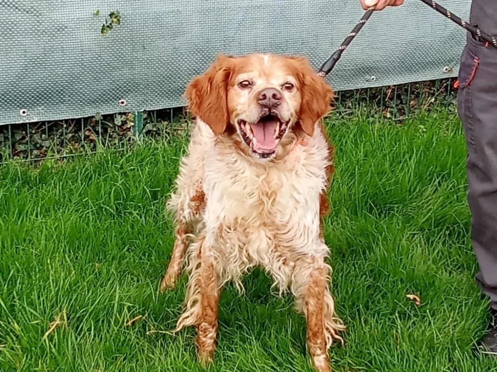 DICKY, Brittany Spaniel (Coeur de Flandres))