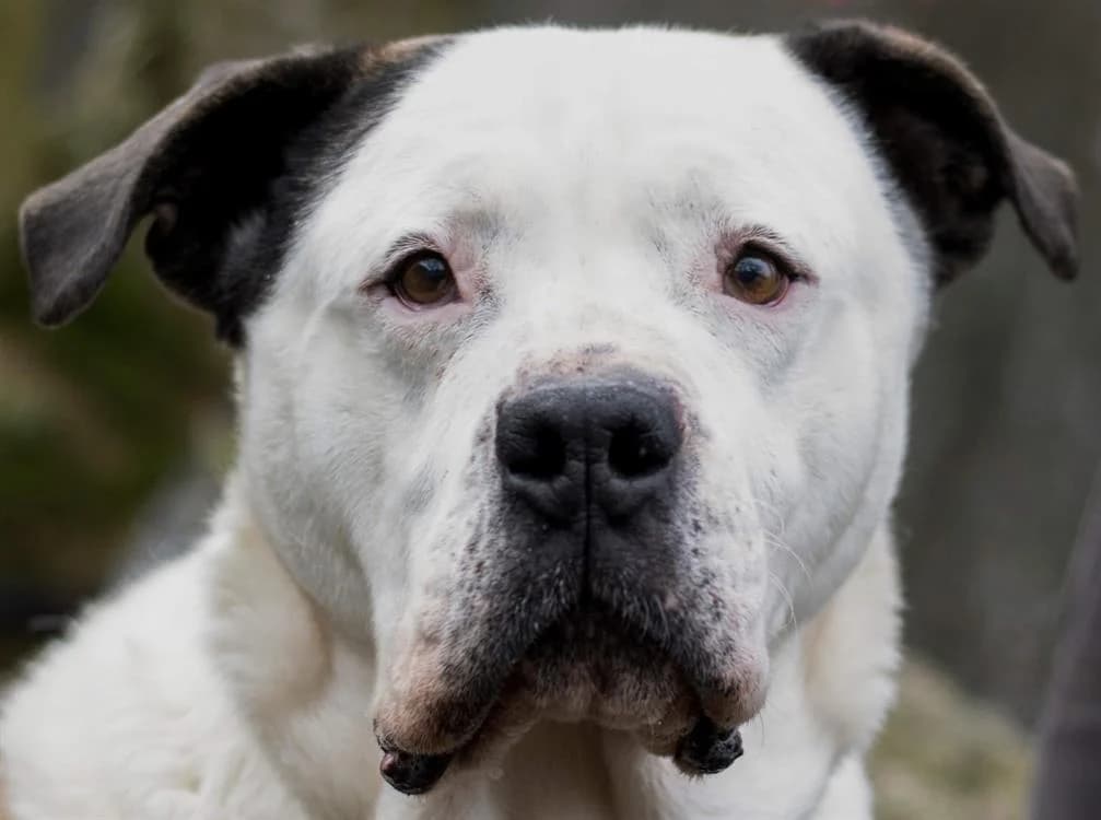 LOÏAL, male mixed breed for adoption at SPA Vitré, Vitre