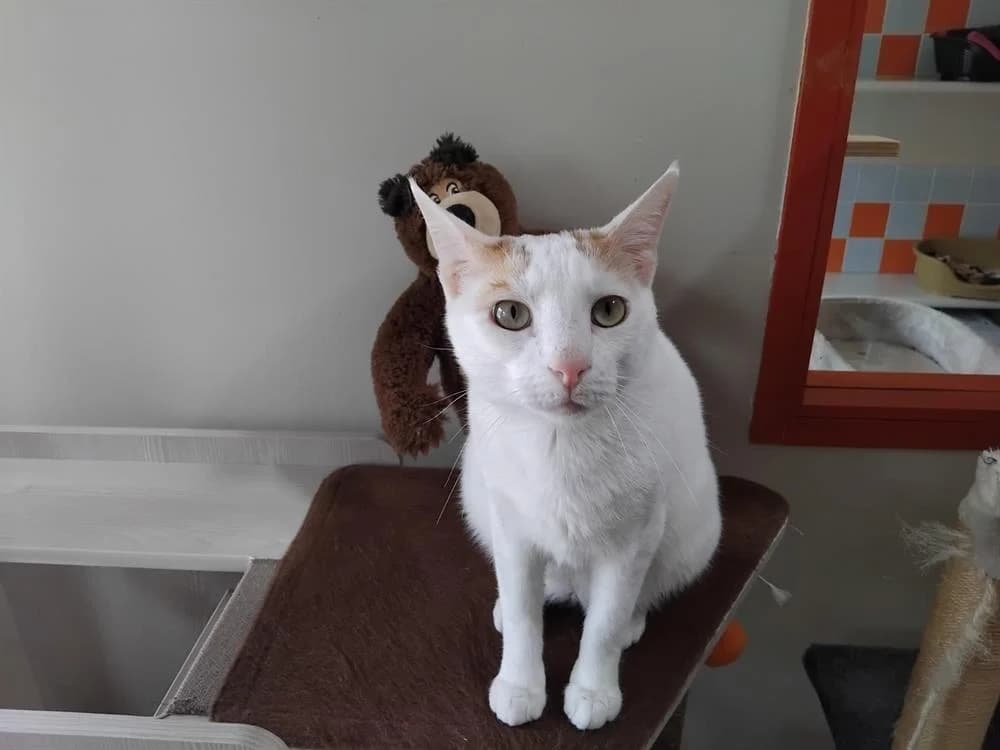 MIMO,  (SPA Plaisir)