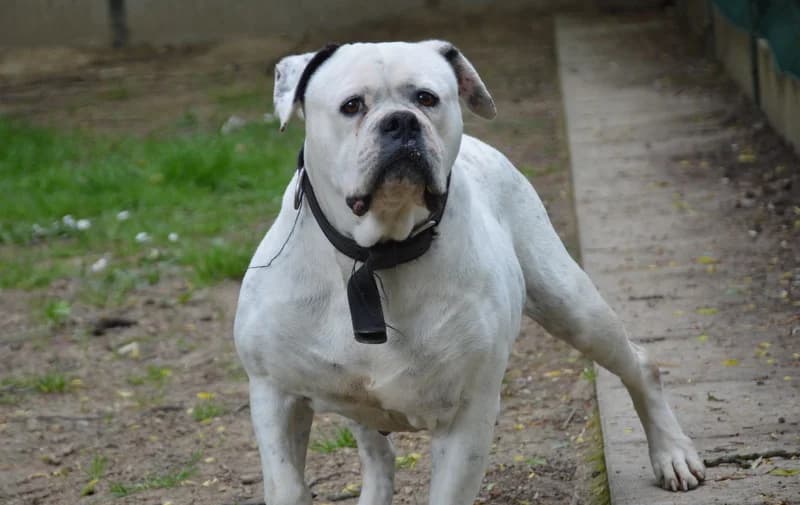CHANEL, French Bulldog (SPA La Roche-sur-Yon)