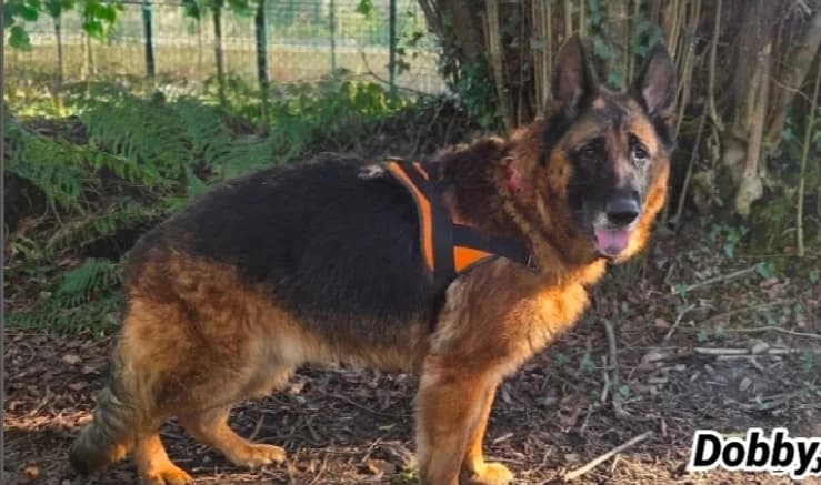 DOBBY, German Shepherd (SPA Cherbourg (Cotentin))