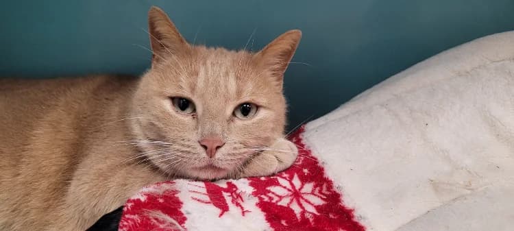 SMOOTHIE  A17339 photo 2