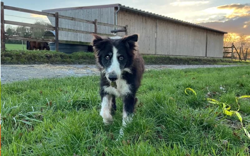 BOBBY, Border Collie (SPA Grand Refuge de Pervenchères)