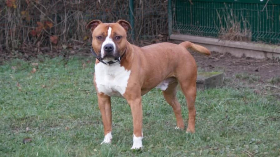 Drago, brown_chocolate male American Staffordshire Terrier for adoption at SPA Orgeval, Orgeval