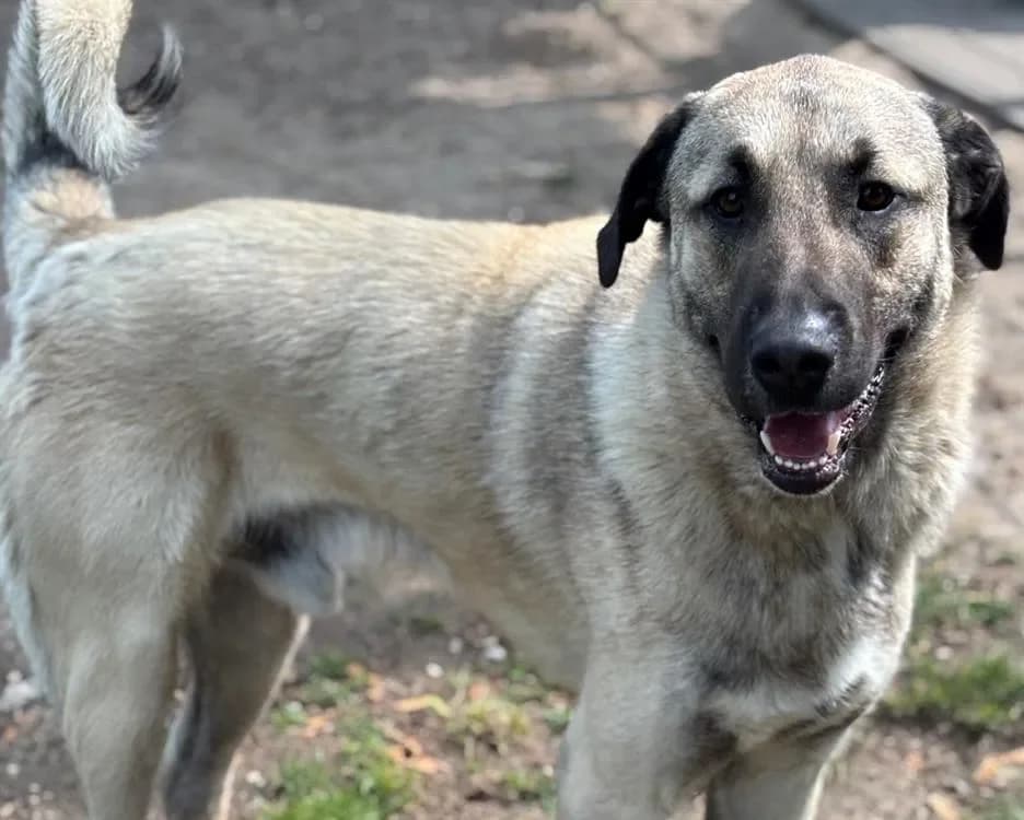 Chero CAA14681 photo 2