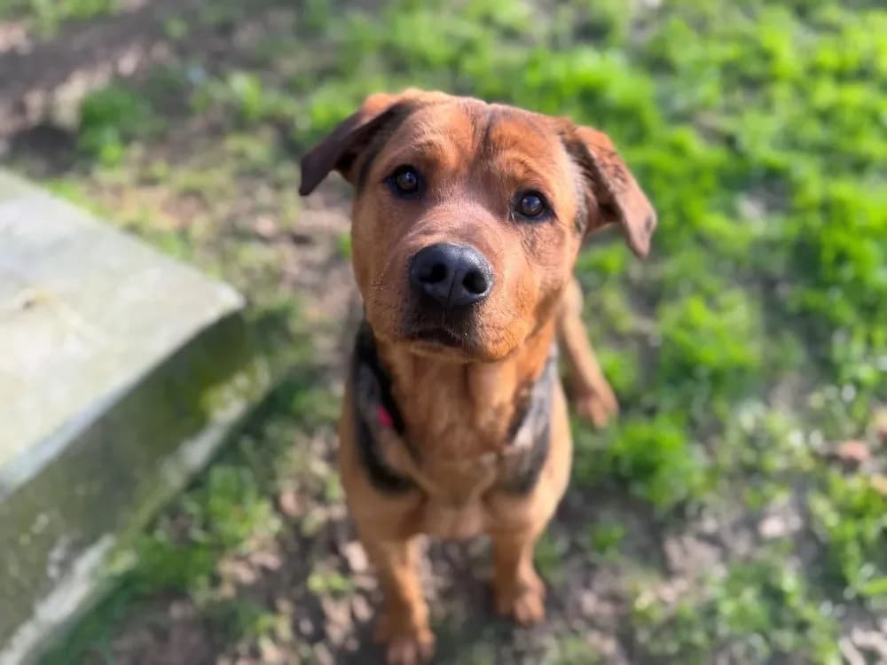 ZEUS OAA19949 (réservé) photo 2