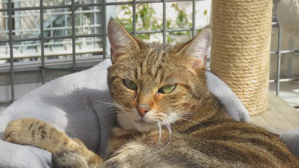 ALEXA, brown tabby female mixed breed for adoption at SPA Chilleurs-aux-Bois, Chilleurs — photo 2 of 2