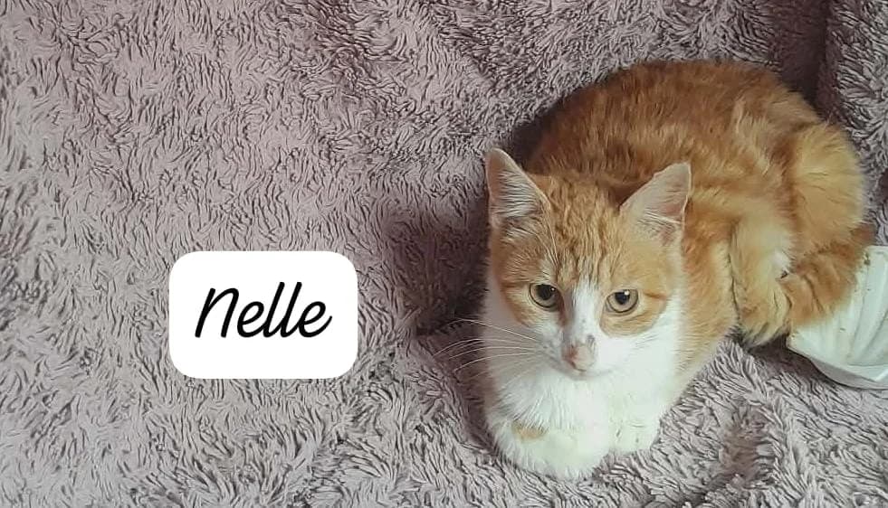 NELLE,  (SPA Cholet)