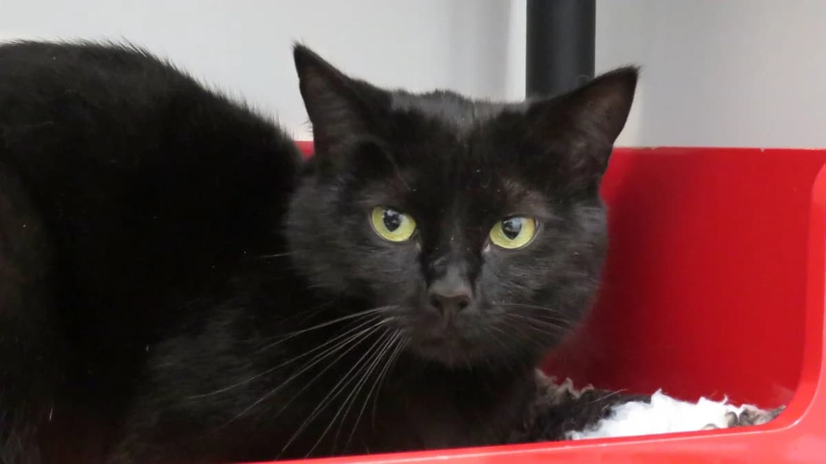 WINNIE a trouvé sa famille,  (SPA La Roche-sur-Yon)