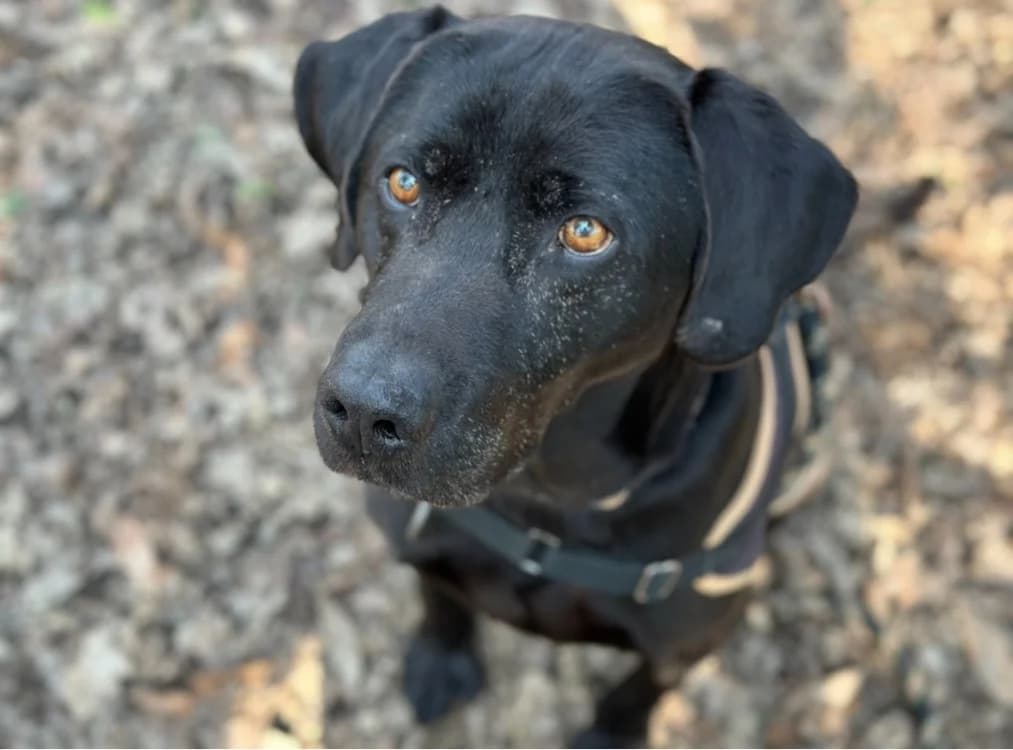 lucky, male senior Labrador Retriever for adoption at SPA Château-d'Olonne