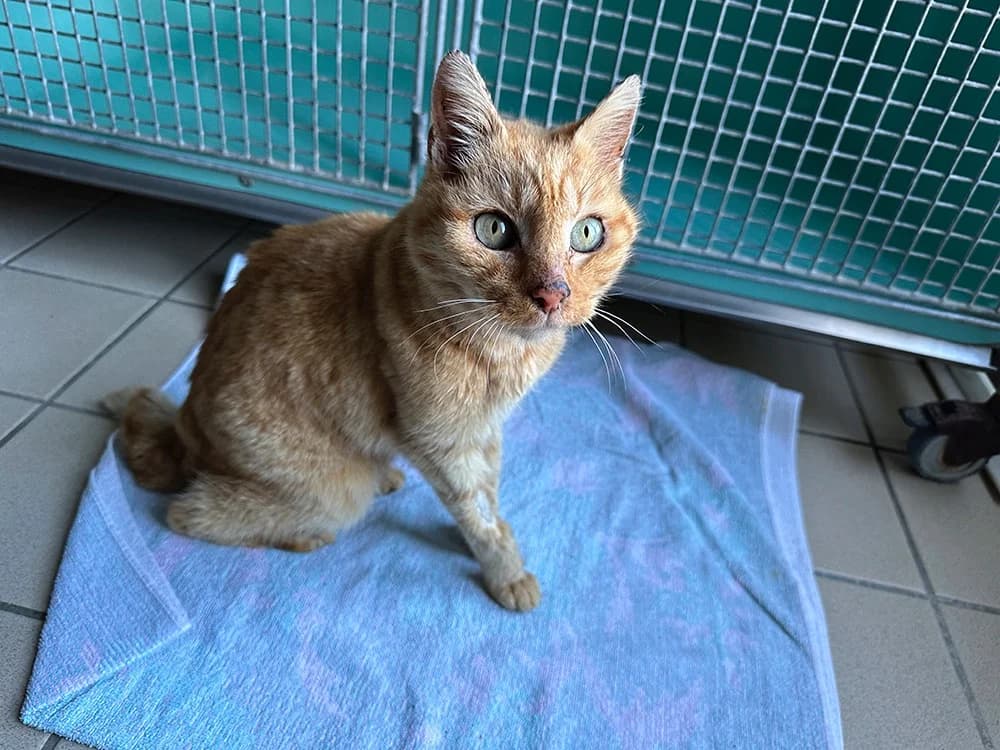 georgy, male senior mixed breed for adoption at SPA Château-d'Olonne