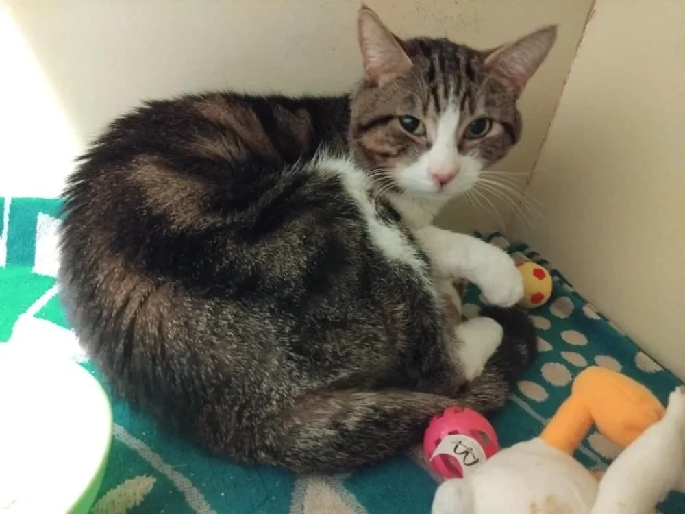 PAB28586 Mulot photo 2