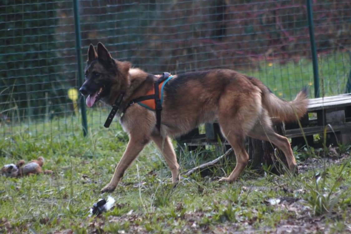 Tirex, Belgian Malinois (SPA Mont-de-Marsan)