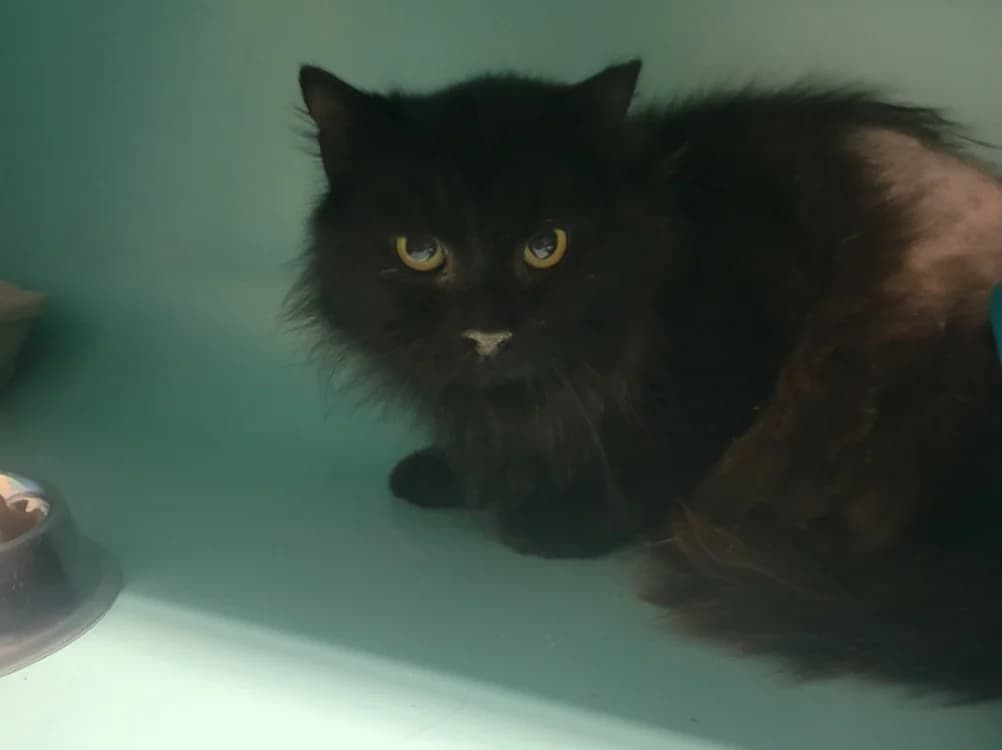 Black,  (SPA Albi (Le Garric))