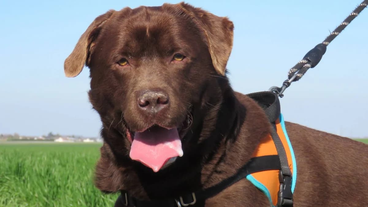 ROCKET, Labrador Retriever (SPA La Roche-sur-Yon)