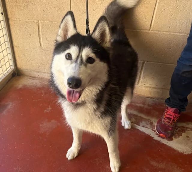 ALMA, Husky (SPA Plaisir)
