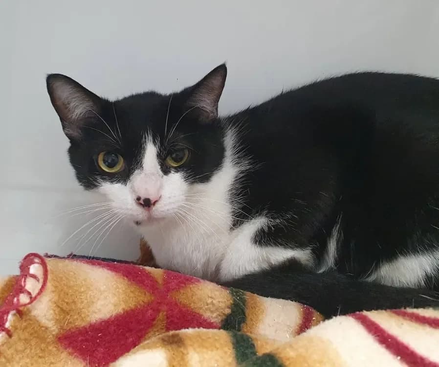 TACHE CHA, unknown male mixed breed for adoption at SPA Chamarande, Chamarande — photo 3 of 4