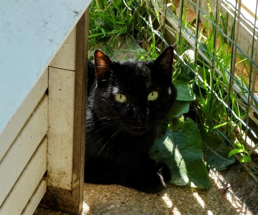 Boots, unknown male mixed breed for adoption at SPA Rennes, Rennes