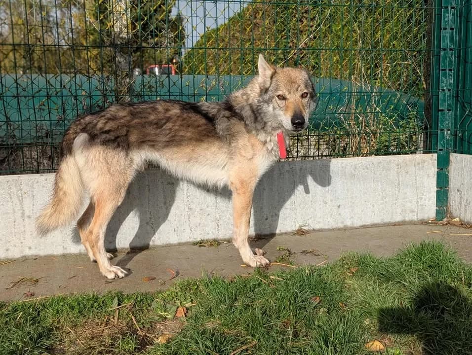 LARKHOS, male senior mixed breed for adoption at Amiens), Poulainville